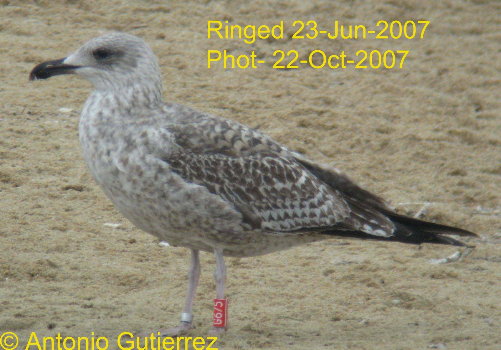 [IMG_1040+copia.jpg]