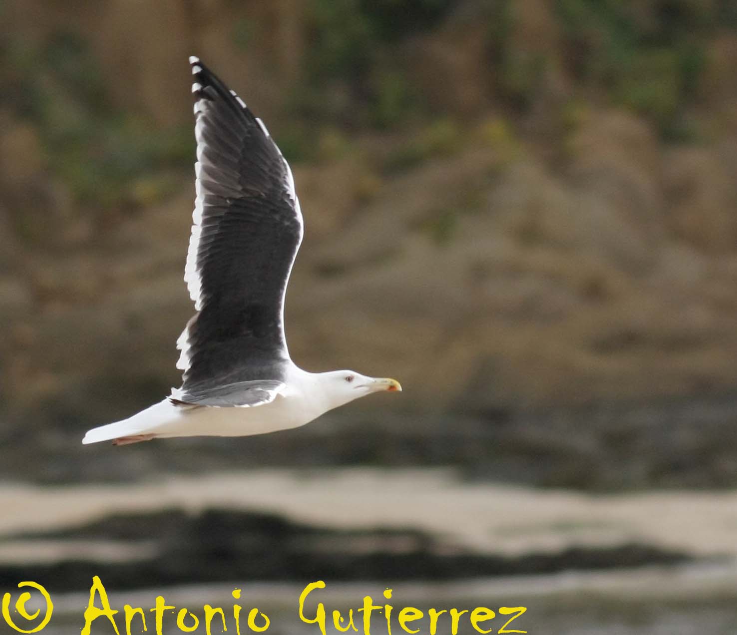 [IMG_5294+copia.jpg]