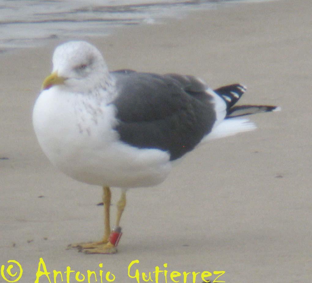 [IMG_8733+copia.jpg]