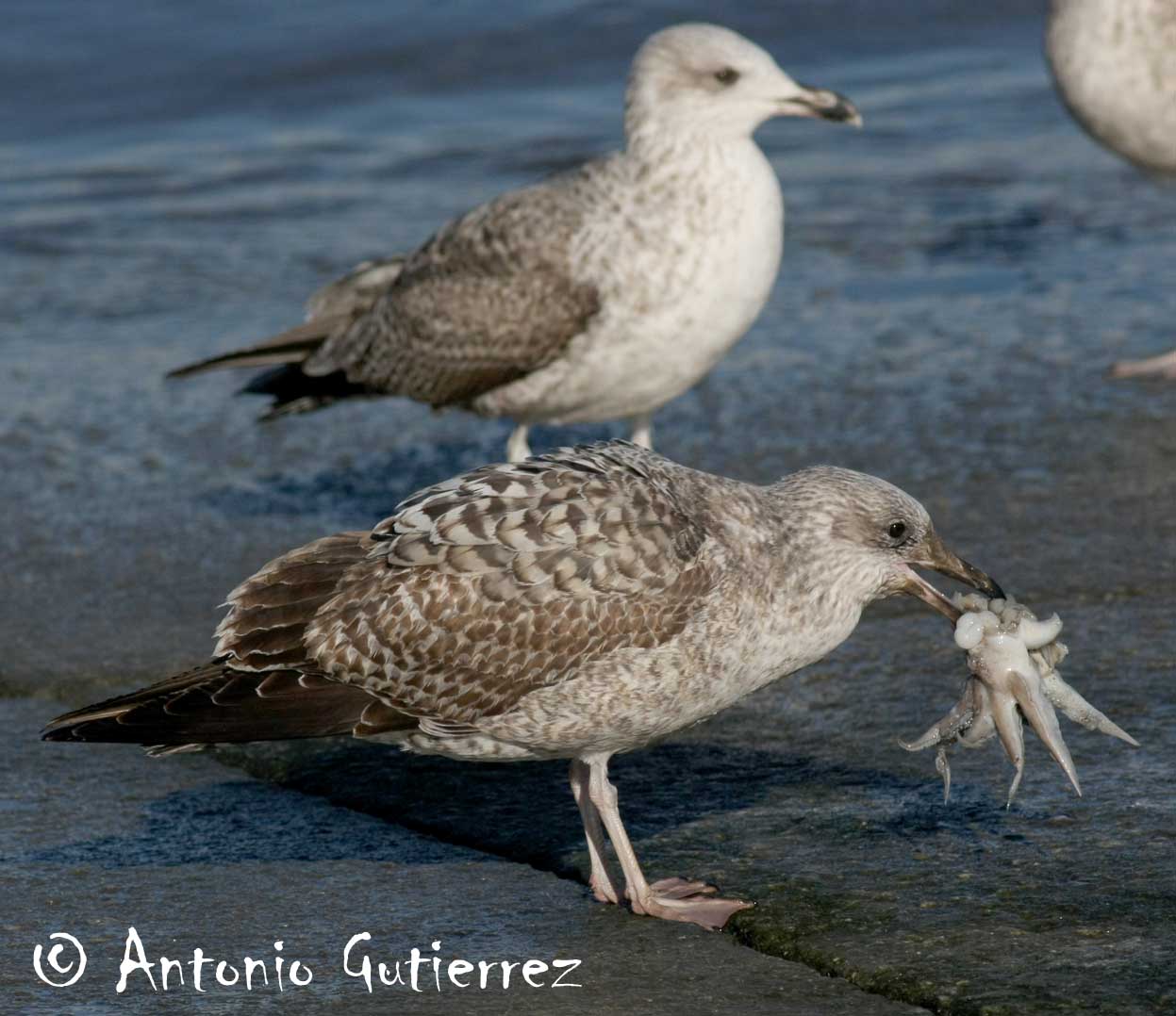 [IMG_8557+copia.jpg]