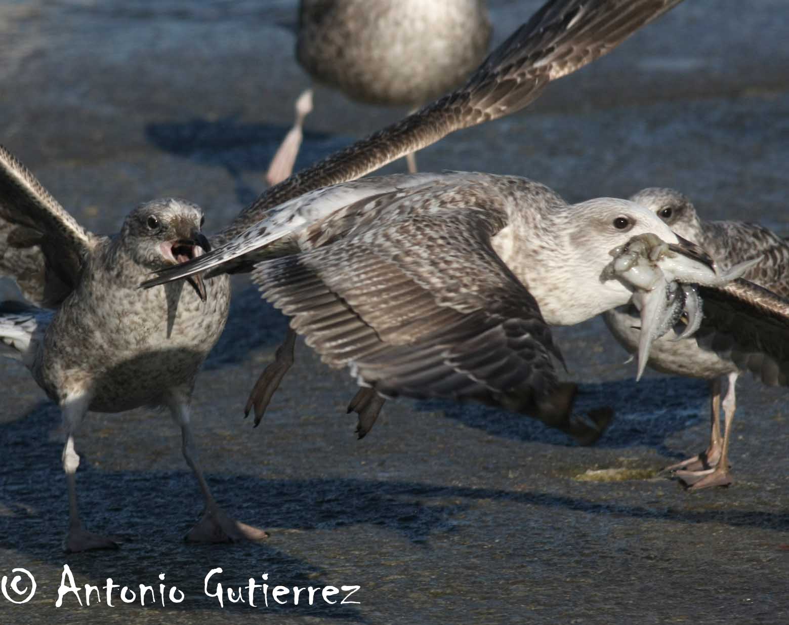 [IMG_8563+copia.jpg]