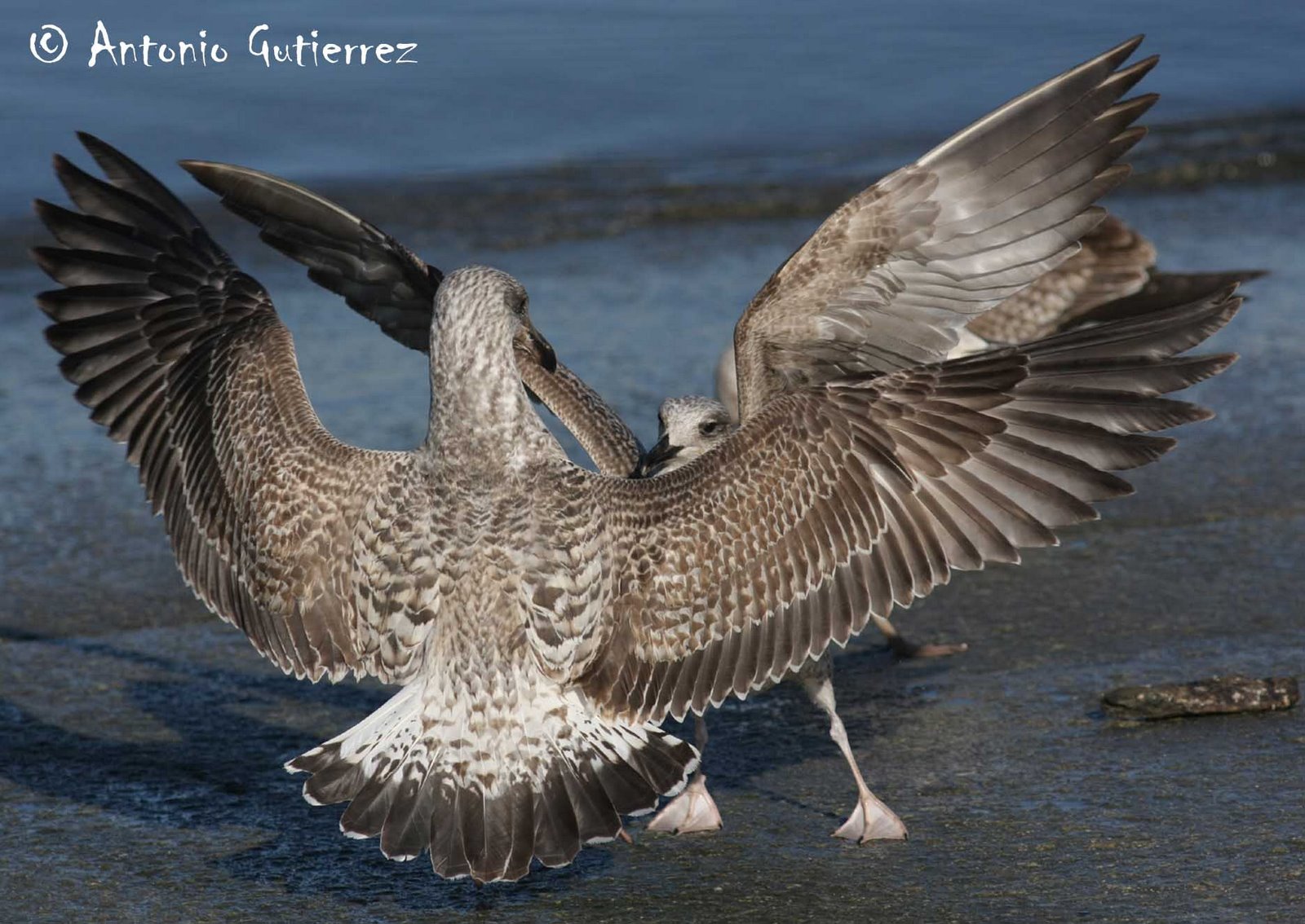 [IMG_8576+copia.jpg]