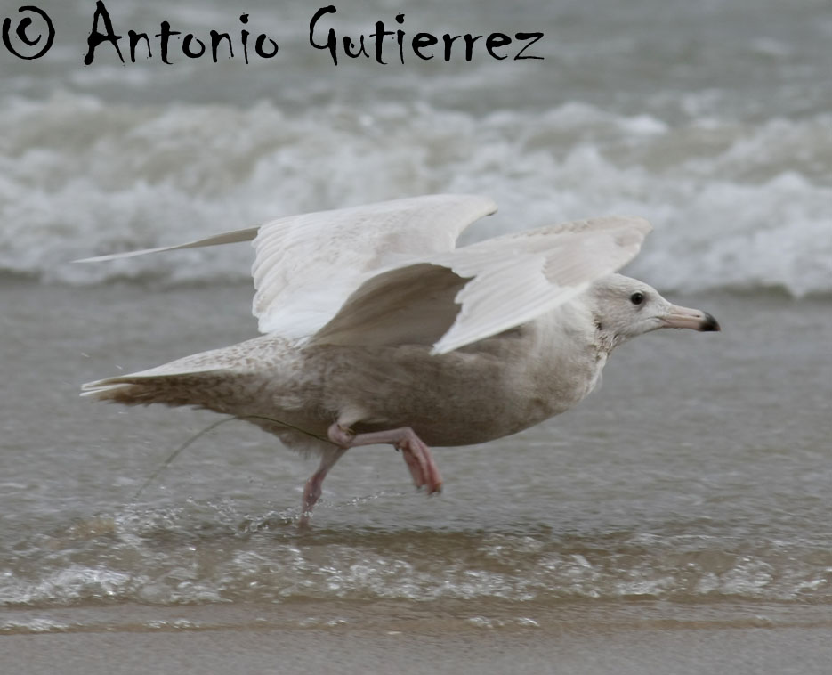 [IMG_1403+copia.jpg]