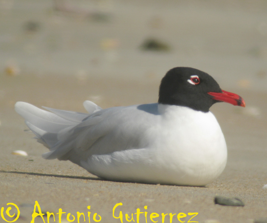 [IMG_4892+copia.jpg]