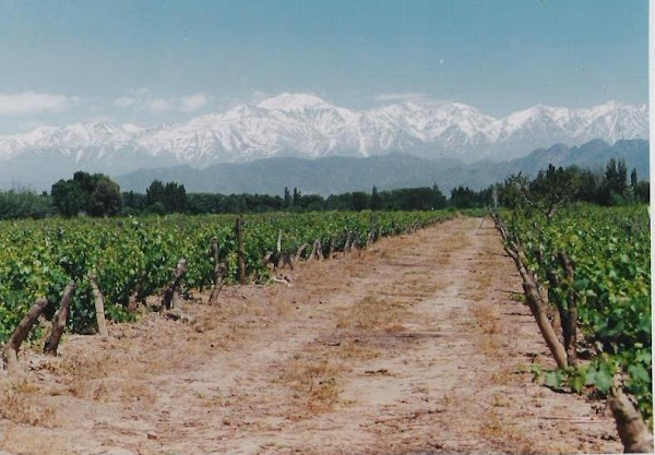 Viña tipica del lugar