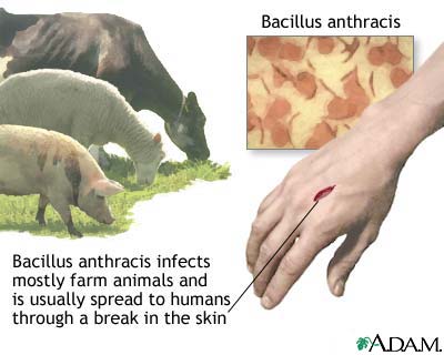 Anthrax: Mode of Transmission anthrax virus diagram 