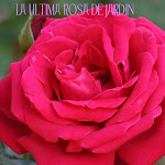 La Ultima Rosa Del Jardin