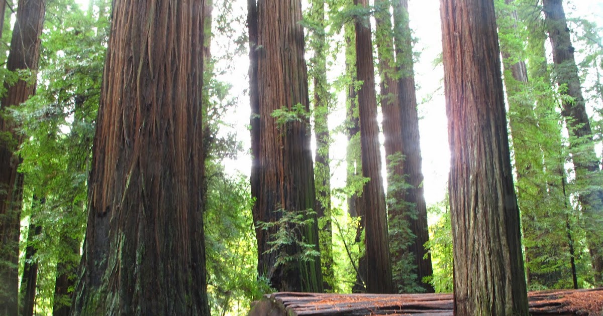 SINGAPOREDREAM Red wood park, Giant Trees!