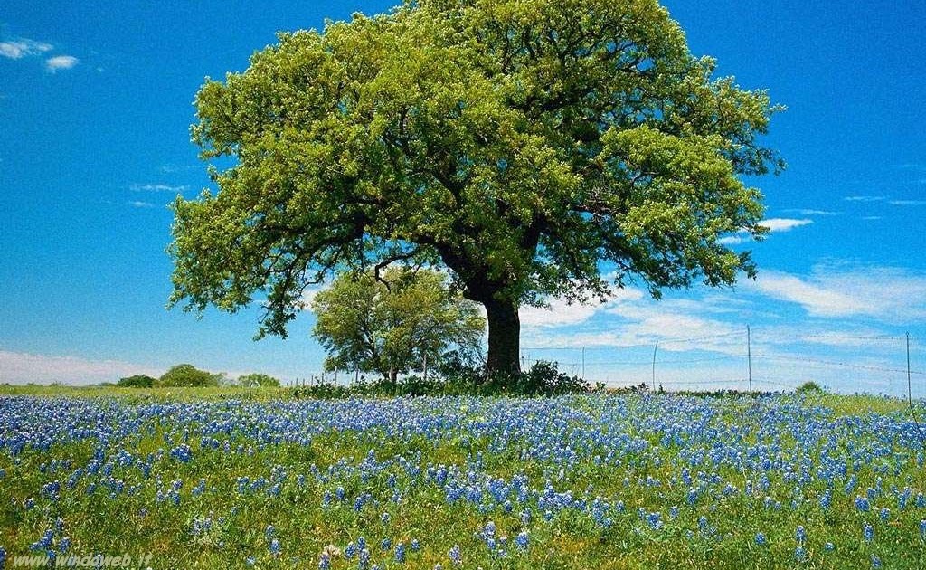 Mercoledi Freudiani L Albero Degli Amici Di Jorge Luis Borges