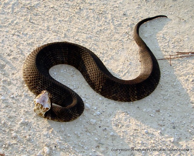 PURE FLORIDA Water Moccasin's Lament VIDEO UPDATE