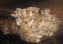 Shiitake Mushrooms