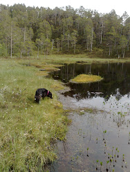 Trolltjønna