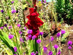[Flowerforawaken118small.JPG]