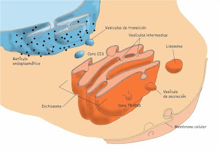 [citologaparatogolgi2.bmp]