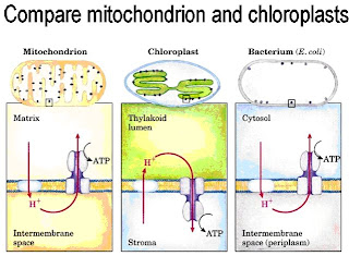 [citologmitycloropl.bmp]