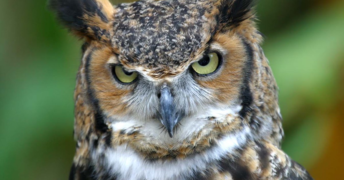 Aram Ngetu Mengenai Burung Hantu Aram Ngetu Mengenai Burung Hantu