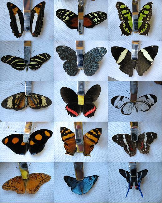 [butterfly+collection.JPG]