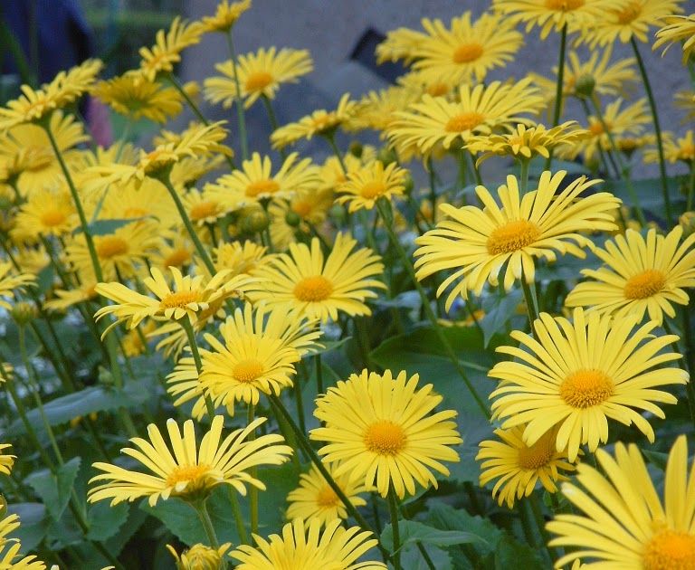 Names of Flowers Yellow Daisies