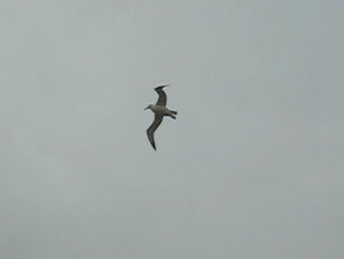 10 foot wingspan Royal Albatross