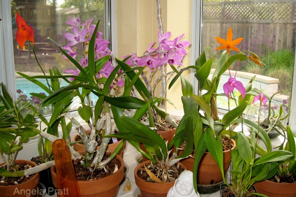 [orchids.jpg]