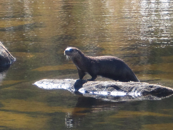 [otter.jpg]