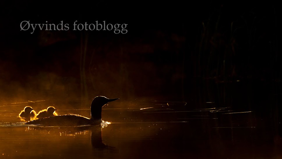 Øyvinds fotoblogg