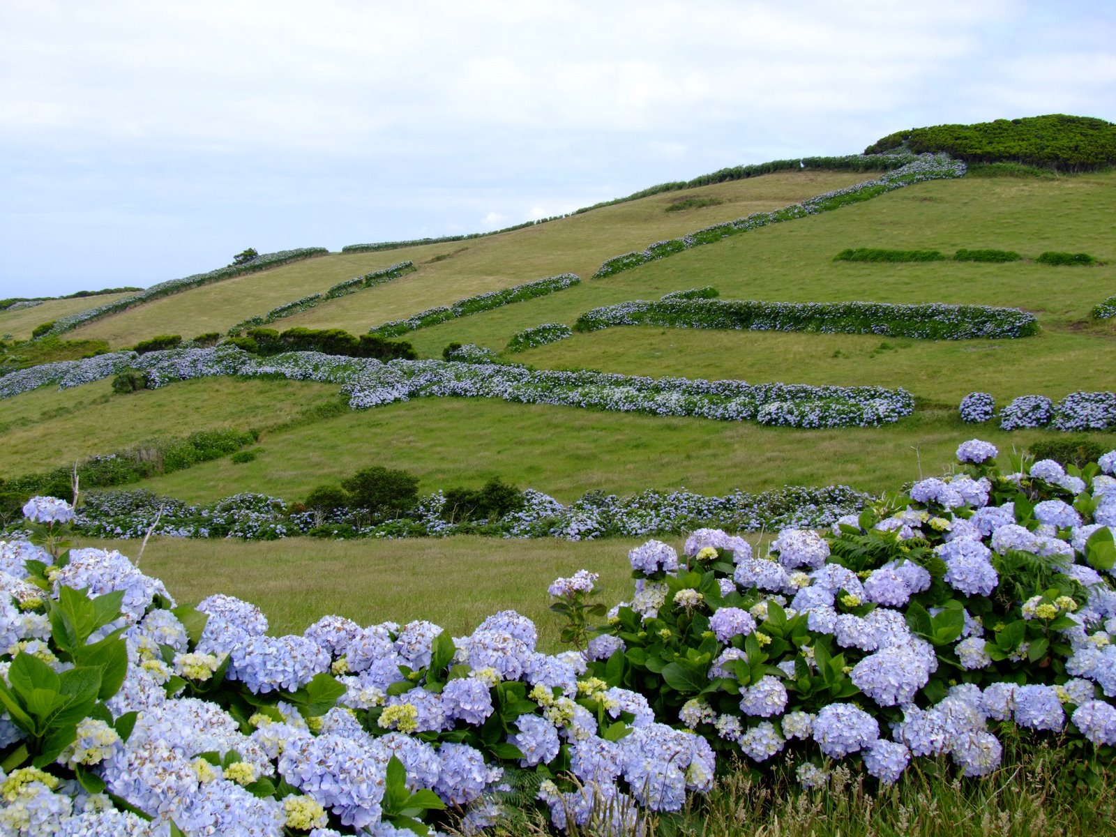 [Hydrangeas+(2).JPG]
