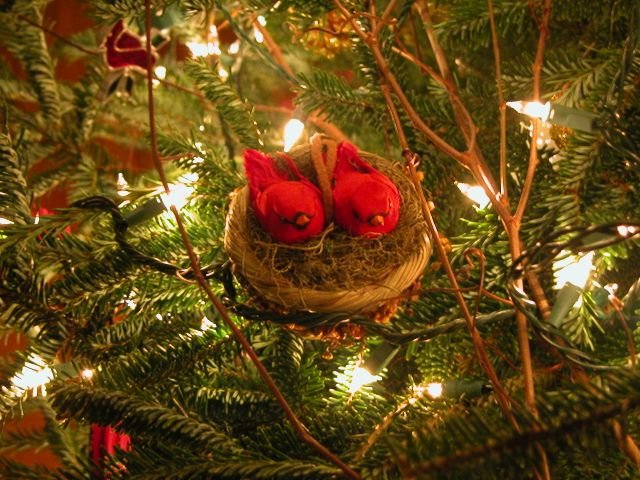 [Cardinal+Nest.bmp]