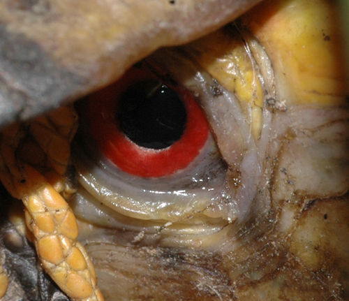 [Eye+turtle]