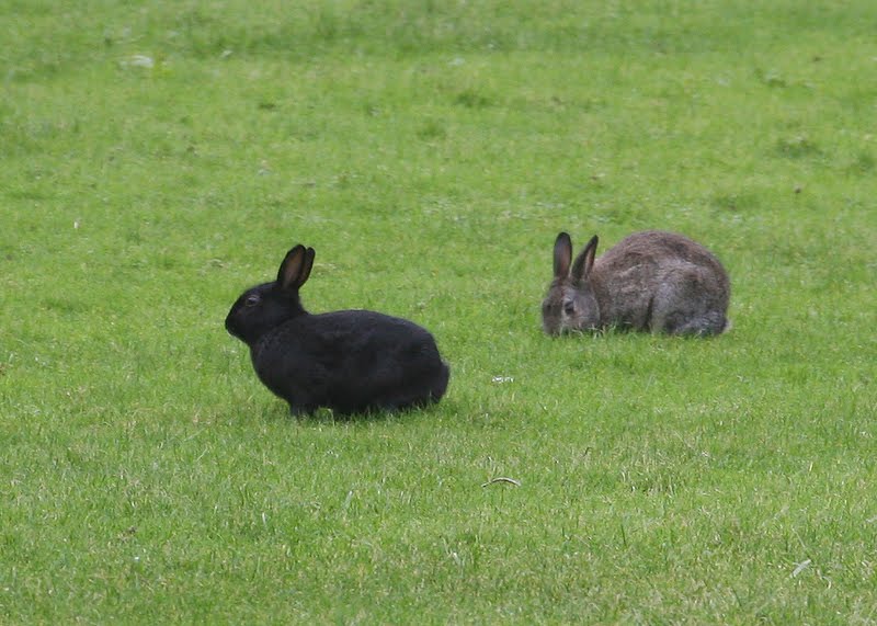Gower Wildlife: Black Rabbit at Port Eynon