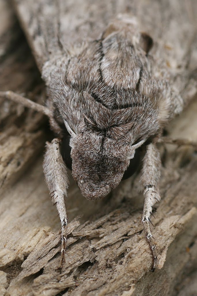 Moth Beetle