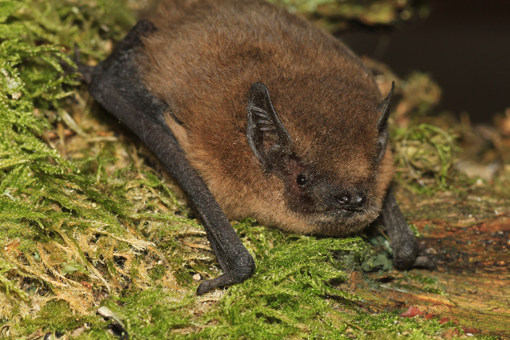 Gower Wildlife Bats waking up midwinter