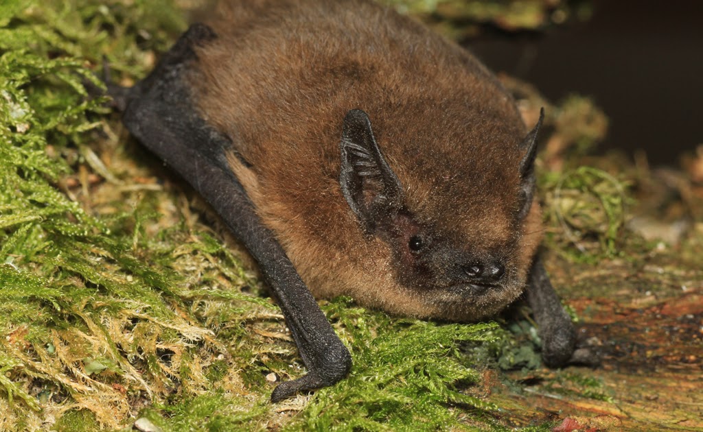 Gower Wildlife Bats waking up midwinter