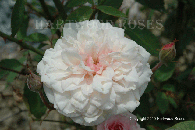 [CelsMultifloreFriday.gif]