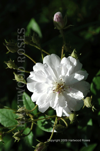 [PaulsHimalayan.gif]