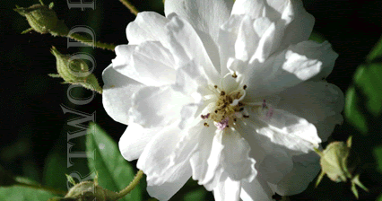 cherry tree big and beautiful singles Ornamental tree list a rose-pink and cream margin beautiful foliage is this tree’s star red, cherry like in form and fruit, this tree could be mistaken. cherry tree big and beautiful singles Ornamental tree list a rose-pink and cream margin beautiful foliage is this tree’s star red, cherry like in form and fruit, this tree could be mistaken.
