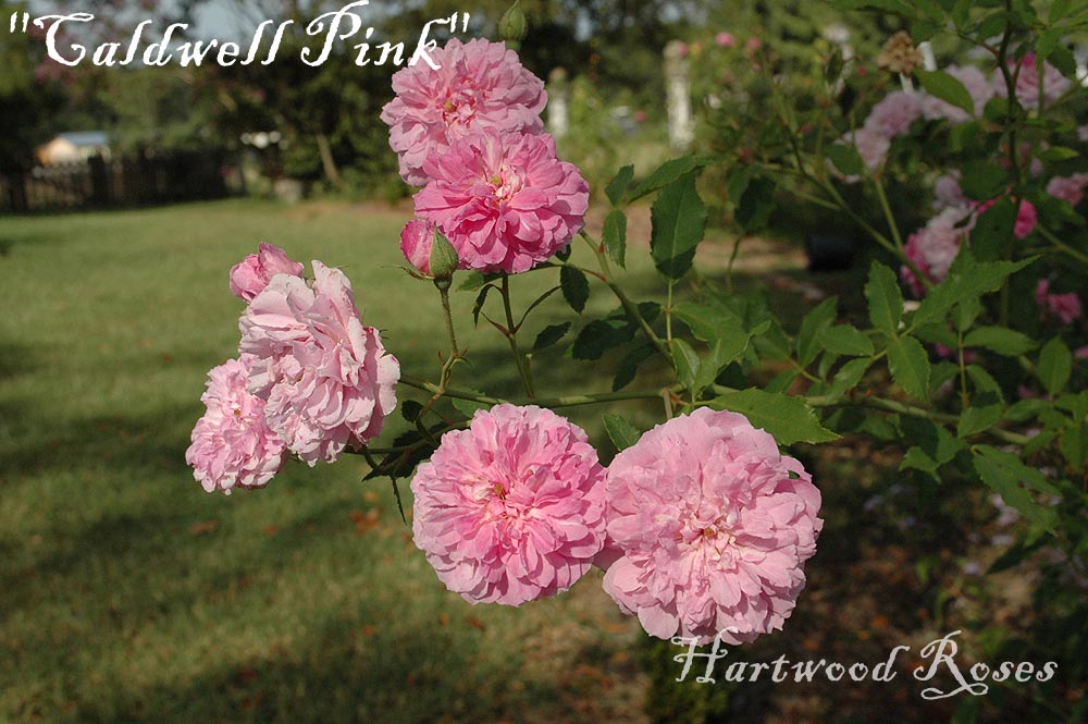 Hartwood Roses EasyCare Heirloom Roses