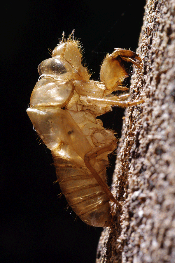 [day-221-cicada-shell.gif]