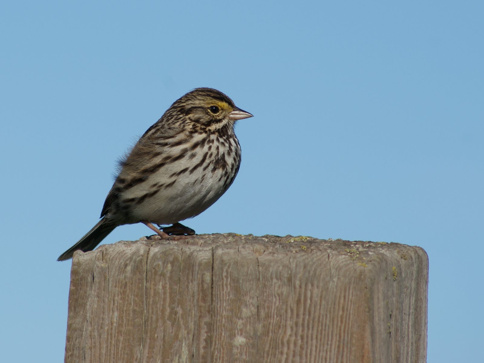 Cole's Trail Tales Auto Tour Point Reyes National Seashore 11711