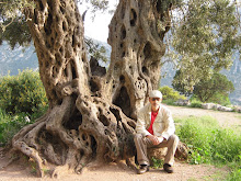 Entre olivos milenarios