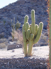 La vegetación del desierto de catamarca