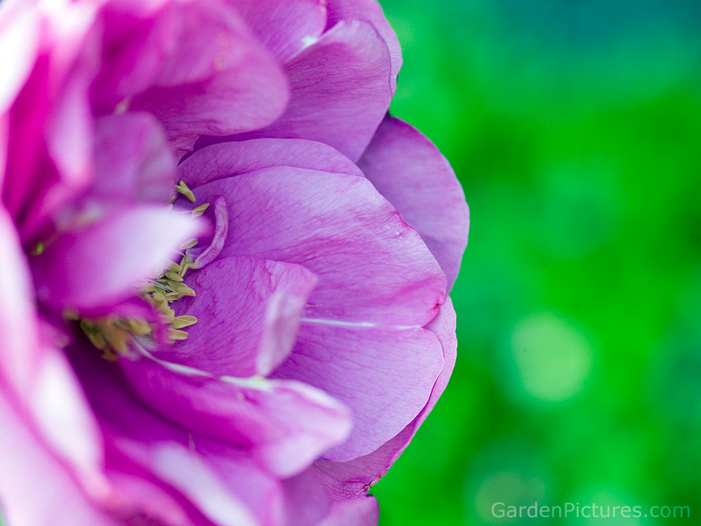 Pink Flower Background Wallpaper | Top Quality Wallpapers