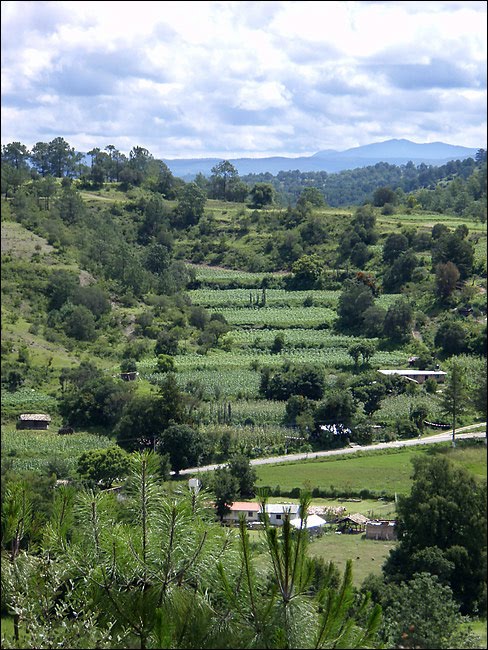 [Modern_terraces.jpg]