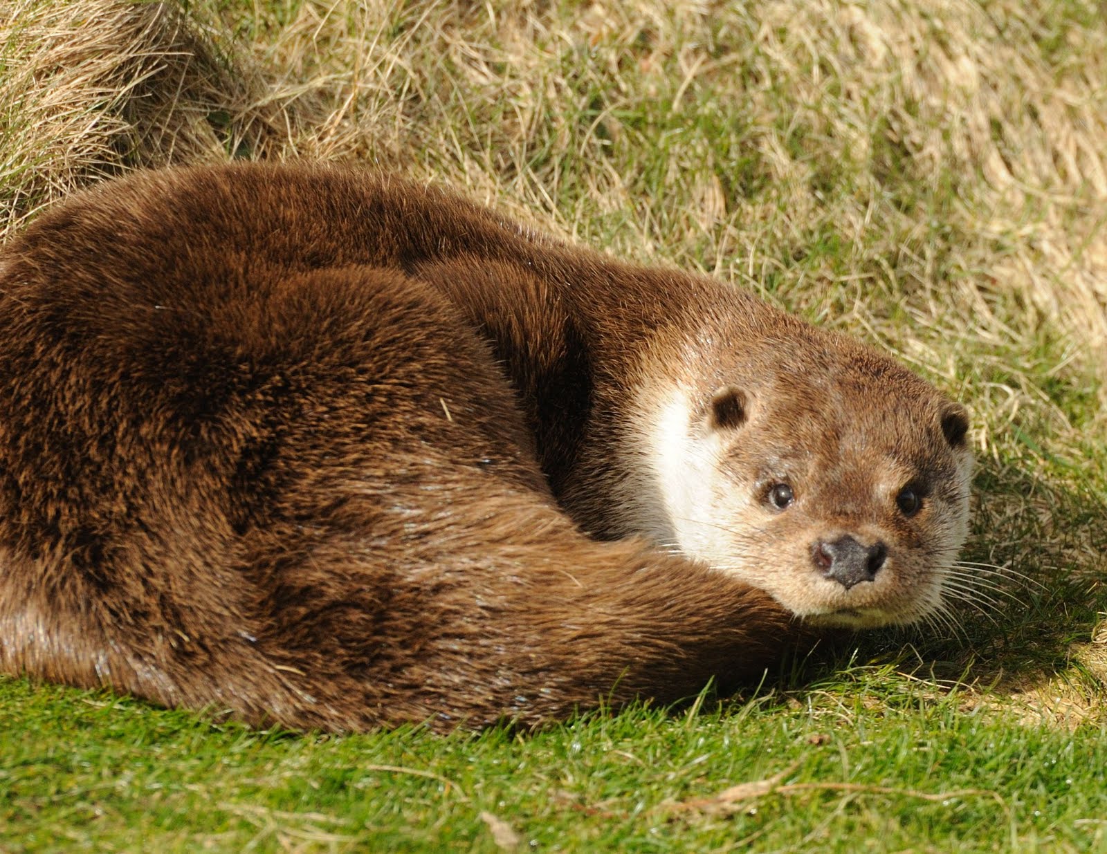 Could a Polecat / Ferret hybridise with a Badger? Reptile Forums