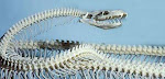 Serpent vertebrae
