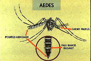 essay about aedes mosquitoes