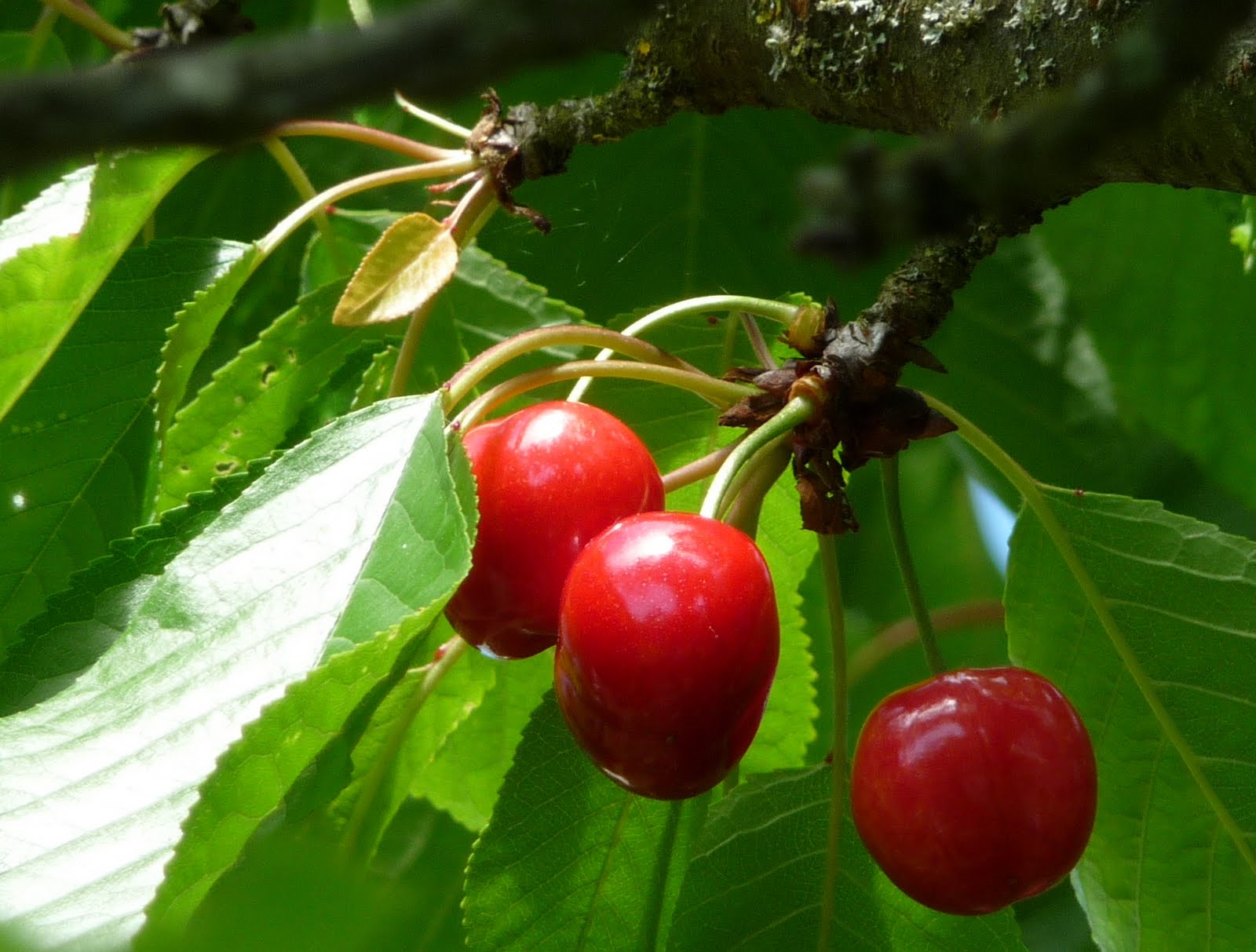 Kathy Dunham Artist & Photographer French Cherries