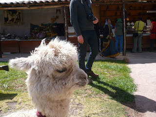 Baby llama