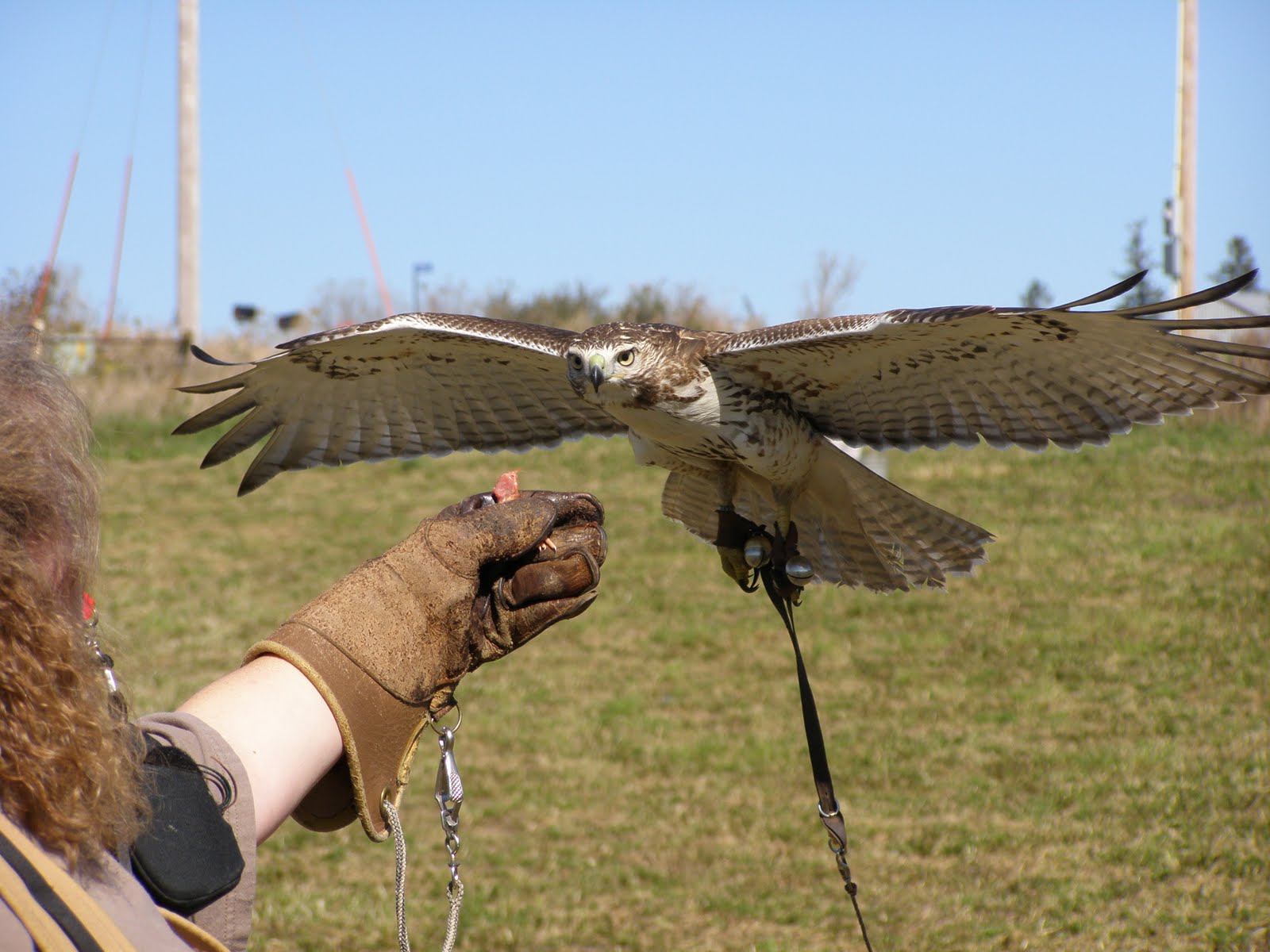 Phoenix Fire Falconry First Outdoor Creance Flights