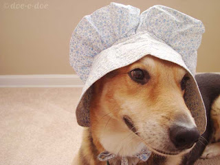 dog bonnets